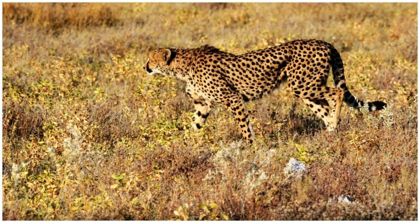 A wild cheetah prowling in a sunlit savanna landsc