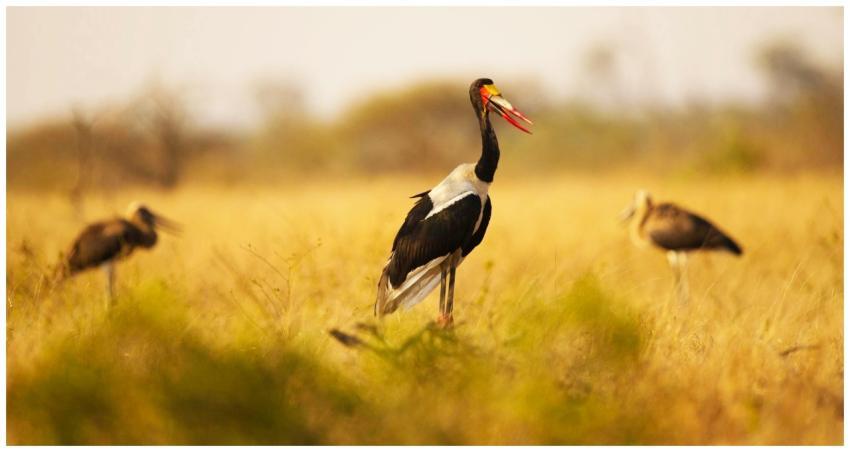 Close-up of a saddle-billed stork in tall grass un