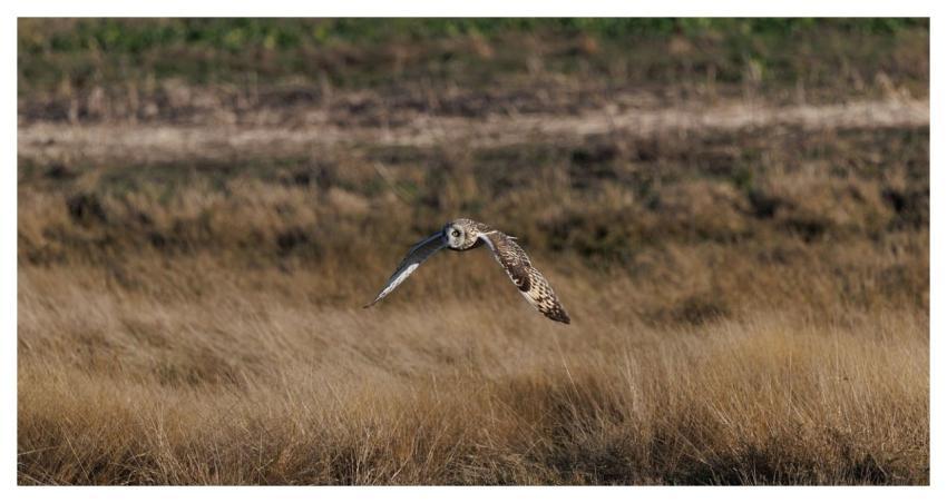 Short-Eared Owl Owl Bird Nature