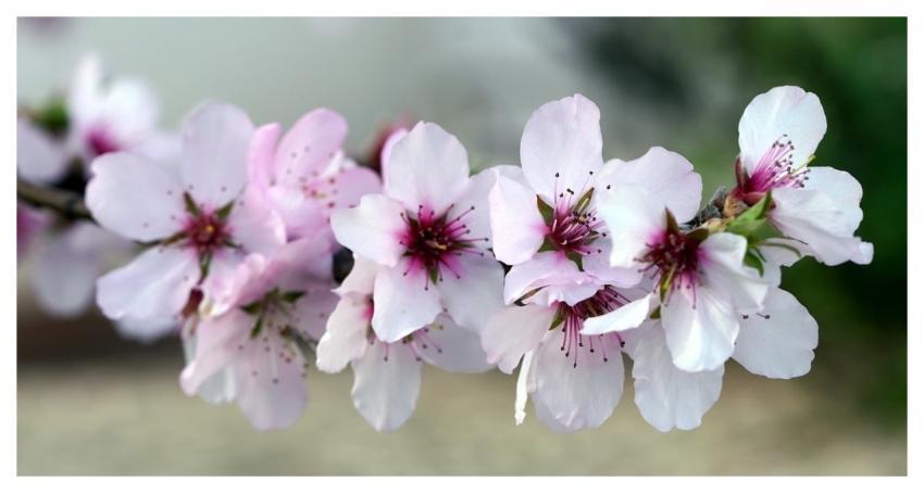 Almond Blossom Almond Tree Nature Spring