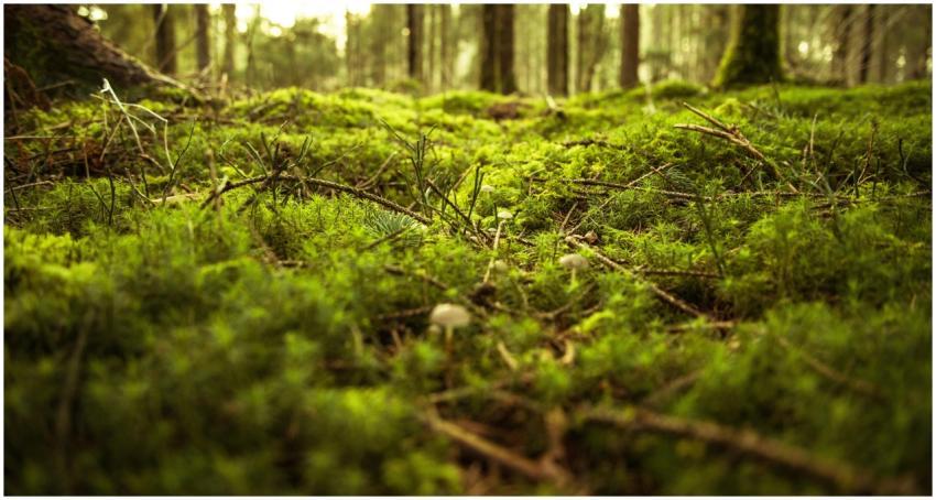 Explore the vibrant, moss-covered forest floor in
