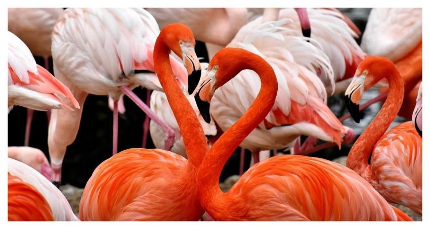 Flamingo Bird Nature Multicoloured