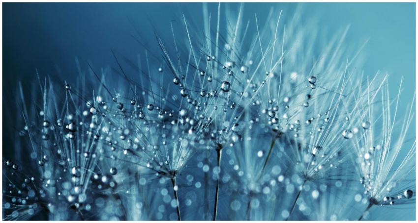 Close-up macro image of dewdrops on delicate dande