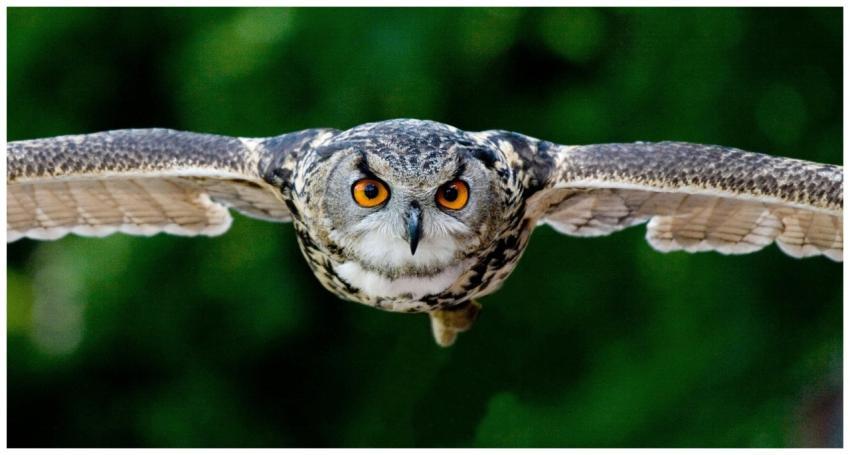 Majestic owl soaring; vivid eyes, detailed feather