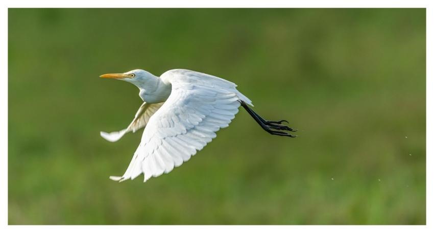Heron White Flight Flies