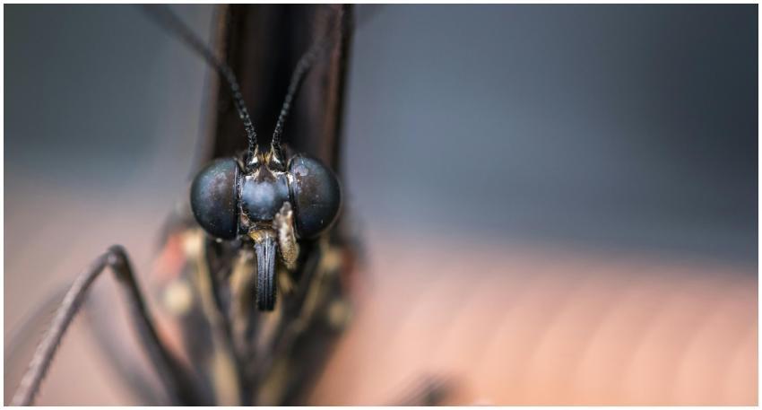 Detailed macro shot of a butterfly's head showcasi
