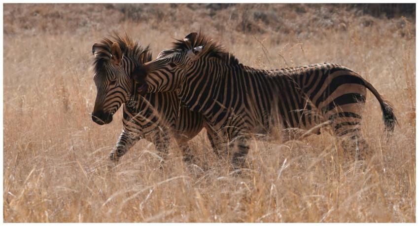 Two zebras roam the African savanna, showcasing th