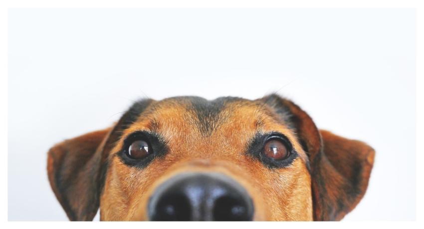 Dog View Cute Animal Portrait