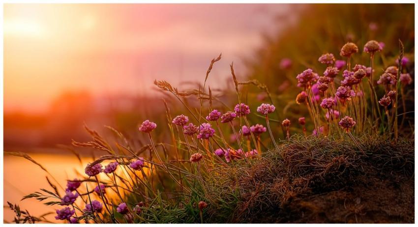 A beautiful scene of wildflowers blooming at sunse