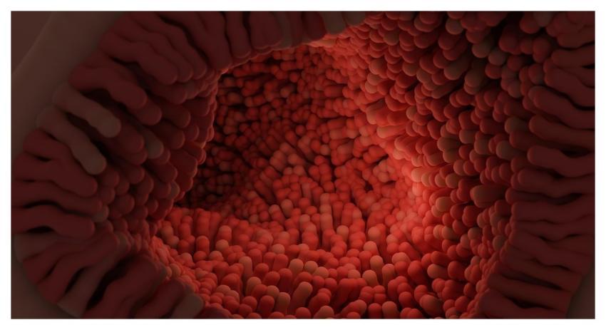 Intestinal Villi Villi Digestive System Anatomy