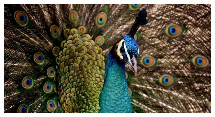 Peacock Beautiful Multicoloured Nature