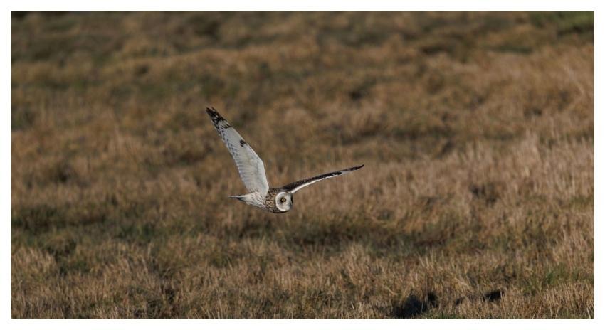 Short-Eared Owl Owl Bird Nature