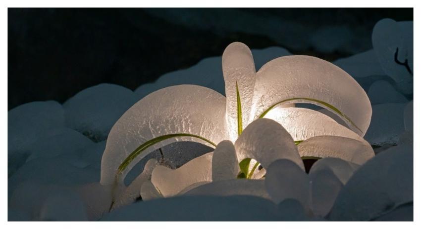 Ice Sculpture Icy Frozen Frost