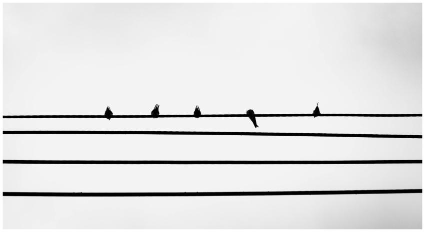 Minimalist Black White Birds