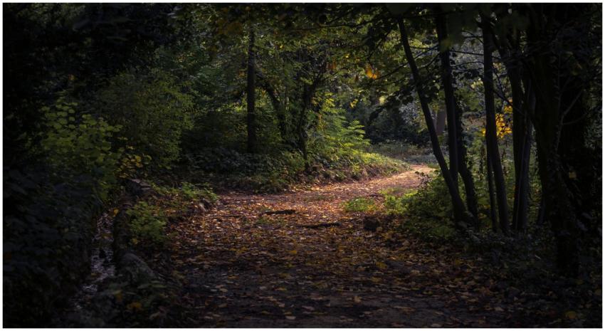 Captivating forest trail with lush foliage in soft