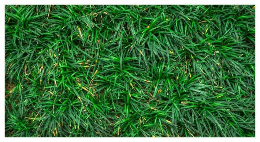 Leaf Green Abstract Plants