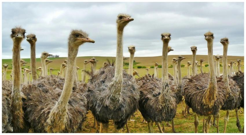 Close-up of a flock of ostriches in an open field,