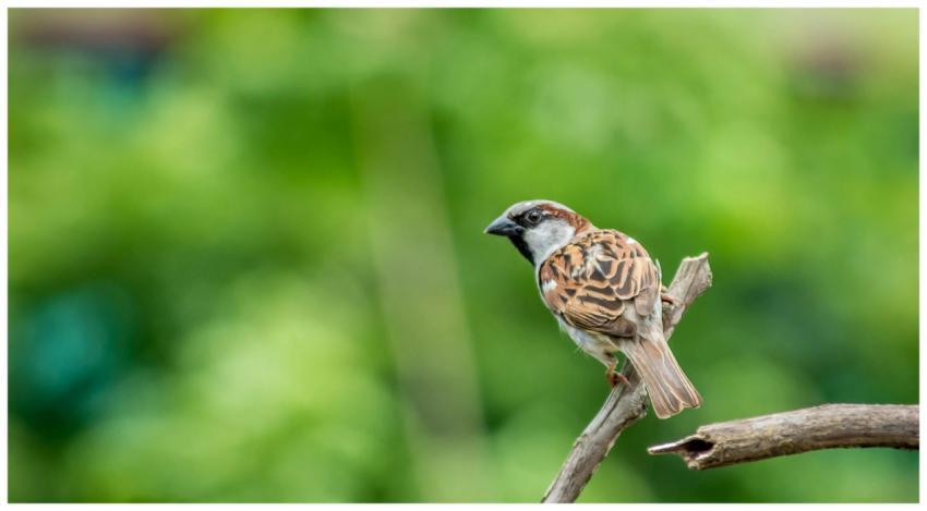 Detailed capture of a house sparrow perched on a b