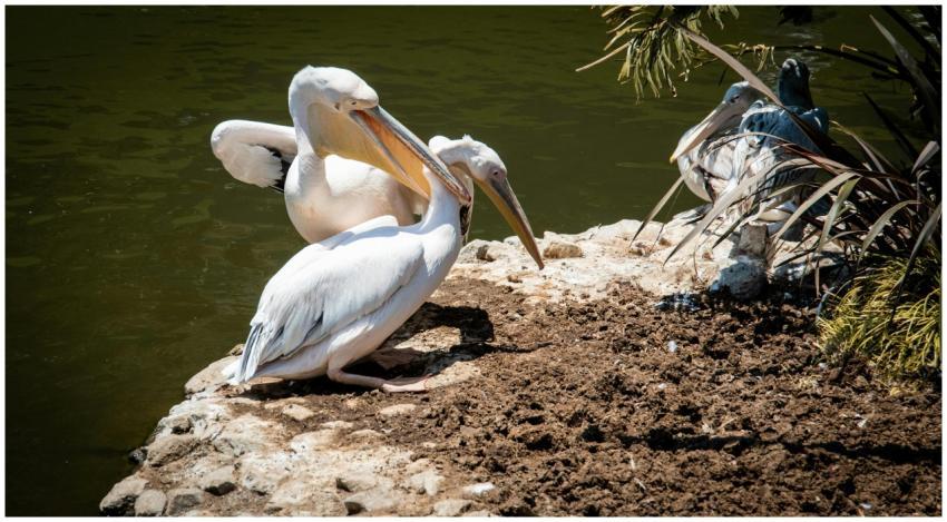 White pelicans resting by a pond, showcasing their