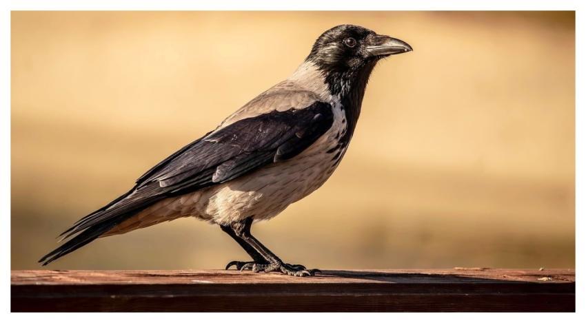 Crow Bird Nature Portrait