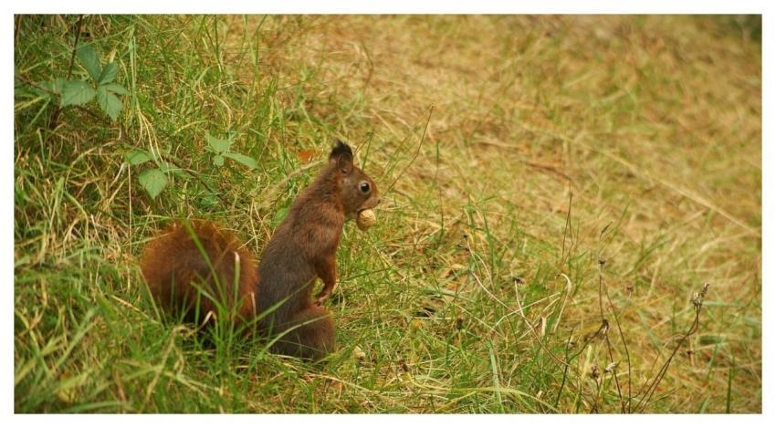Squirrel Rodent Nature Mammal