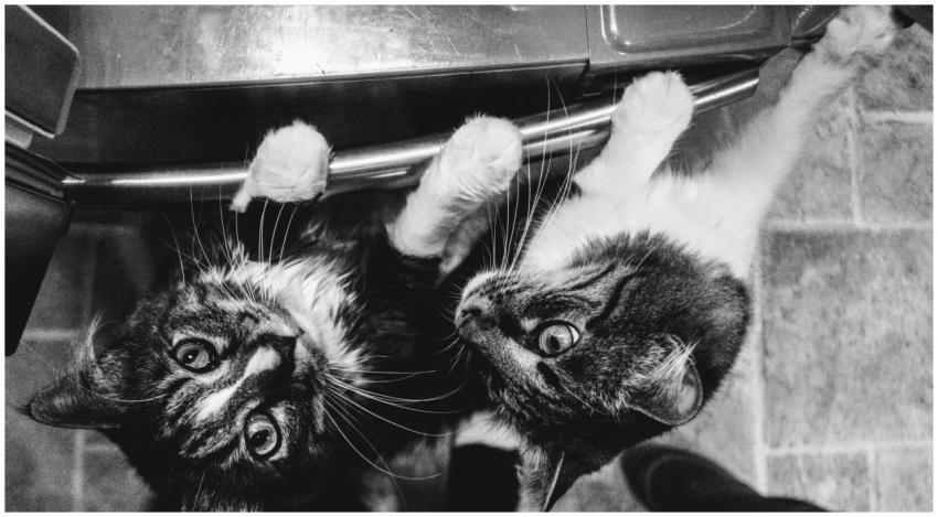 Adorable black and white tabby cats exploring indo