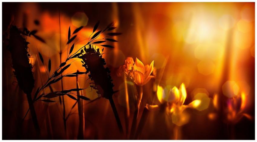 Silhouetted wildflowers basking in a warm, golden