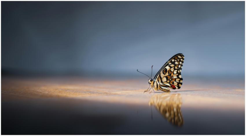 A detailed close-up of a butterfly resting on a re