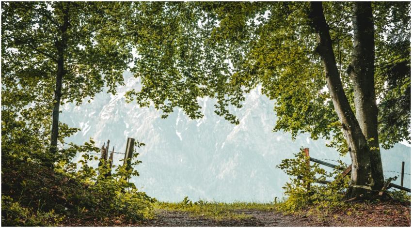 Captivating forest pathway leading to a stunning v