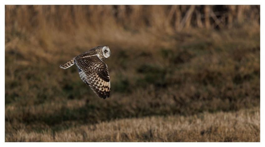 Short-Eared Owl Owl Bird Nature