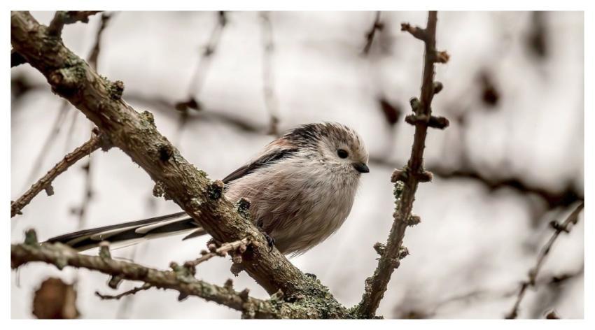 Bird Branch Feathers Nature