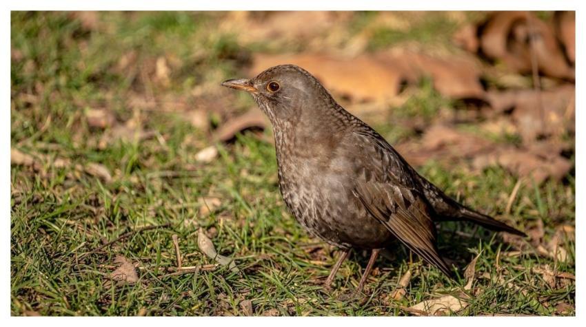 Bird Blackbird Garden Grass