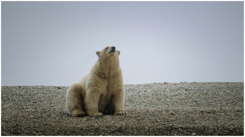 A solitary polar bear sits proudly on a rocky surf