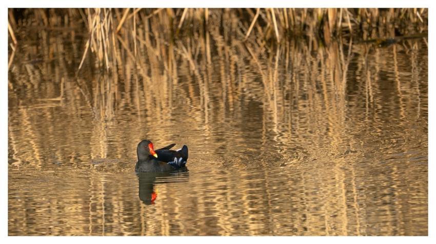 Moorhen Natural Environment Water Bird Wetlands
