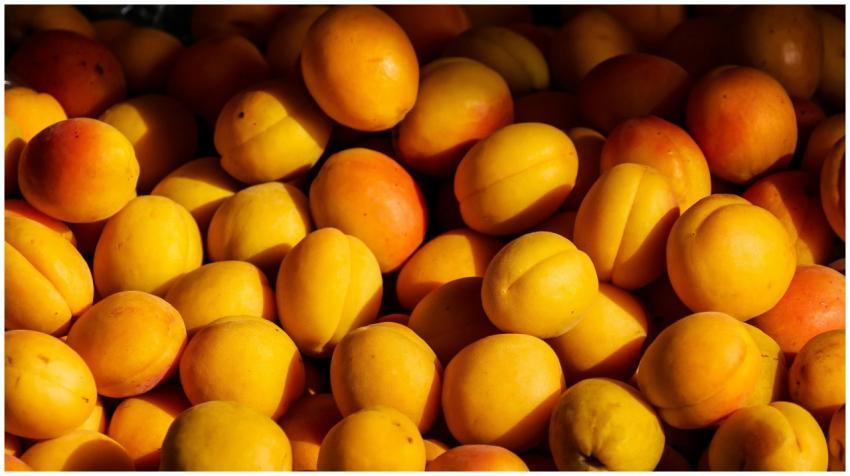 Vibrant sunlit apricots showcasing their natural c