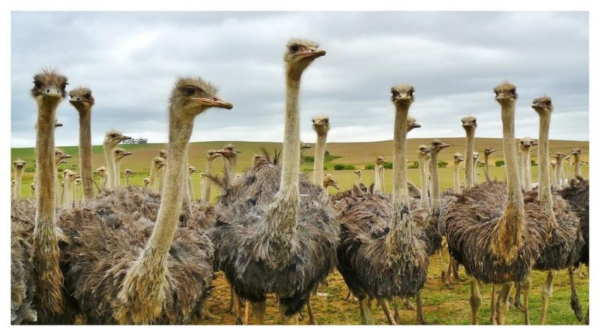 Bird Animal Nature Strauss