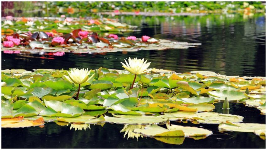 Beautiful water lilies in full bloom on a tranquil