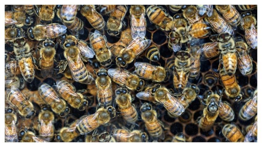 Bees Bee Hive Insects Wings