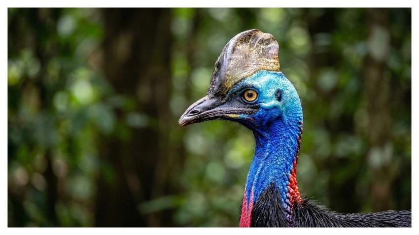 Cassowary Helmeted Cassowary Bird Avian