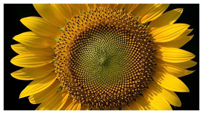 Sunflower Flower Wallpaper Nature Flower