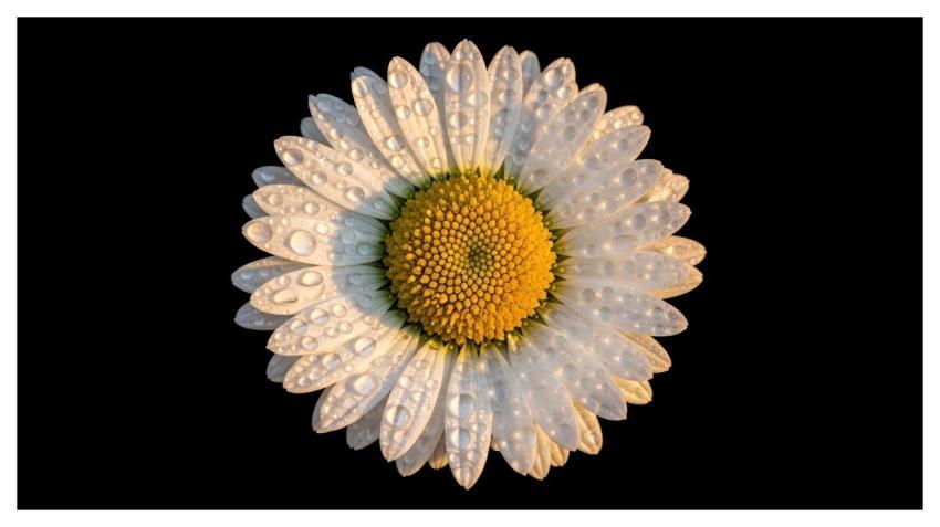 Margaret Flower Wallpaper Nature Flower