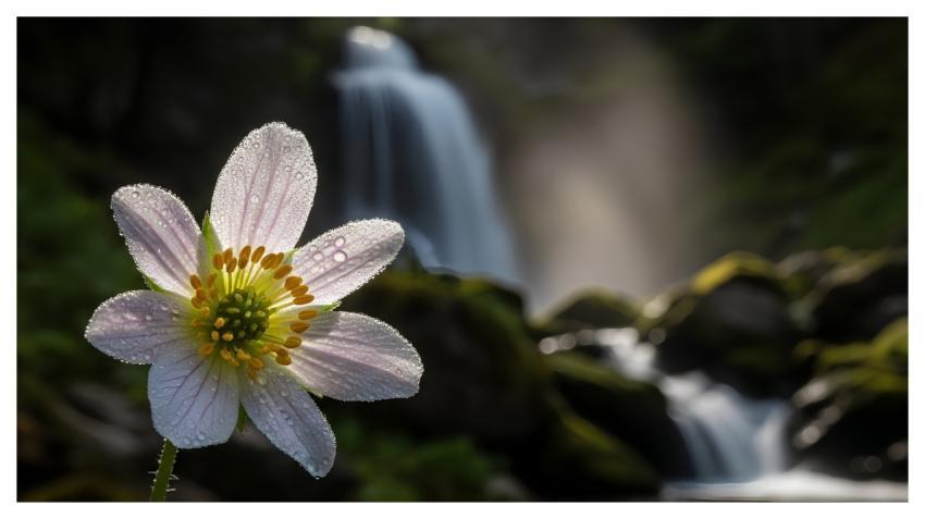 Flower Nature Approach Flora