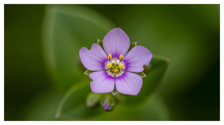 Flower Nature Bloom Blossom