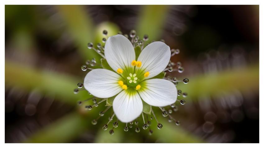 Flower Nature Beautiful Flowers Bloom