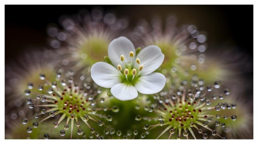 Flower Beautiful Flowers Nature Bloom