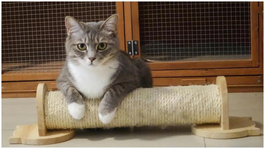 A cute grey and white tabby cat lounging on a wood