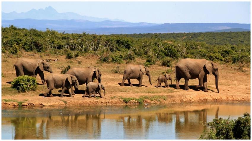 A stunning image of African elephants by a waterin