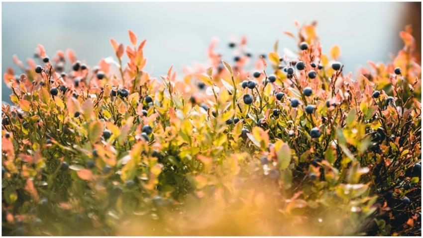 Close-up shot of lush blueberry bushes with ripe b