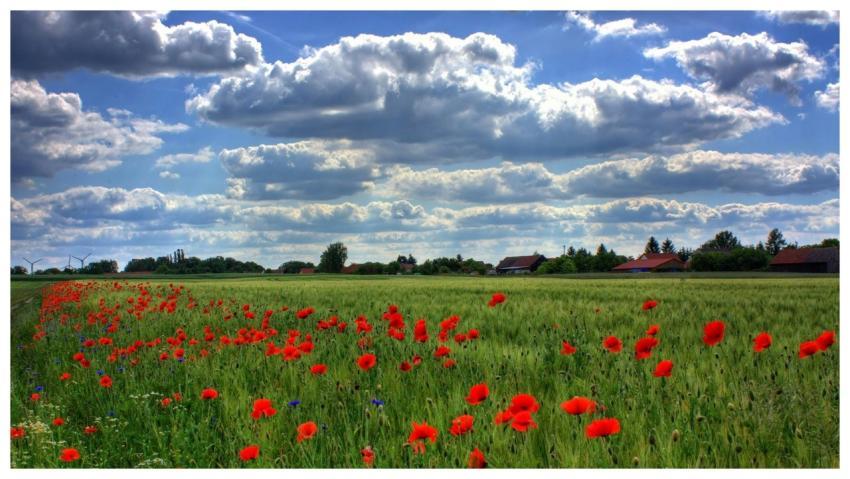 Lush field of red poppies stretches under a dramat