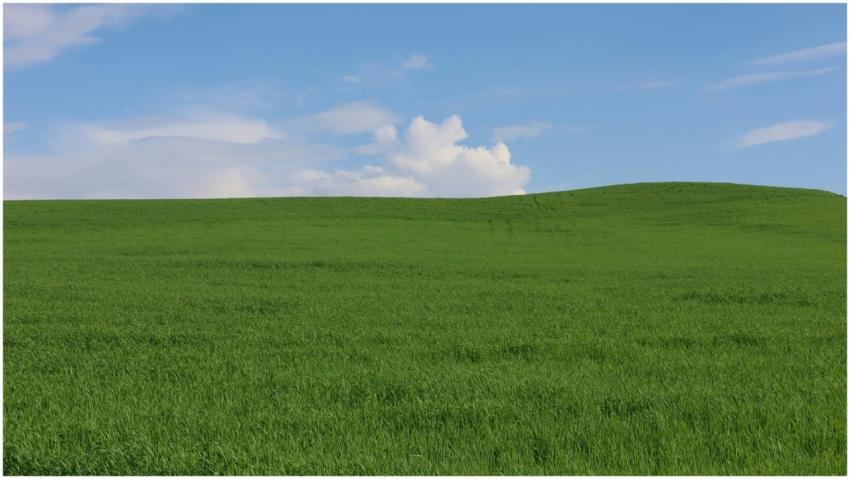 Lush green meadow under a blue sky with white clou
